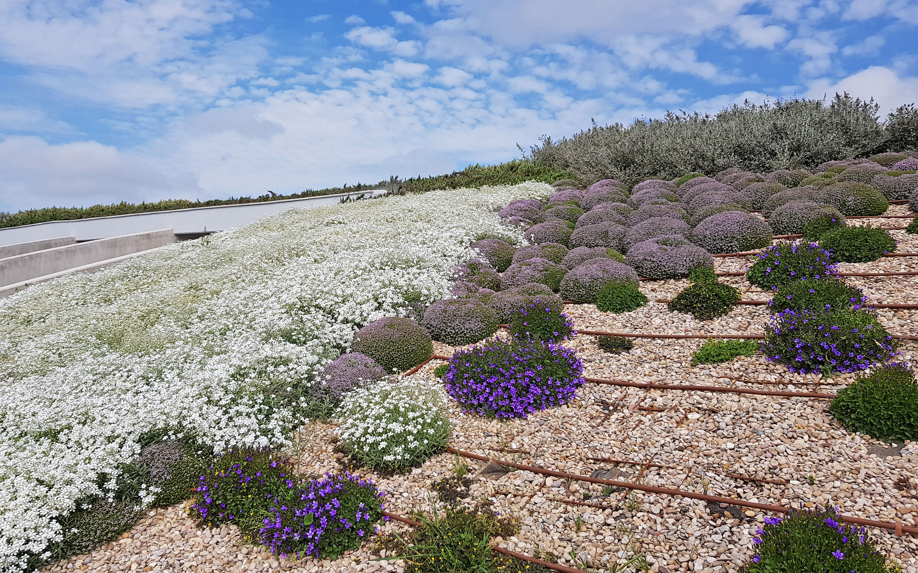 The roof was provided with additional drip irrigation for longer periods of drought. Pitched green roof with white and purple flowers